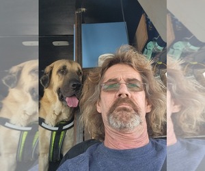 Father of the Anatolian Shepherd puppies born on 06/17/2025