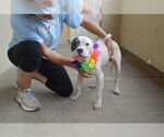 Small #1 American Pit Bull Terrier Mix