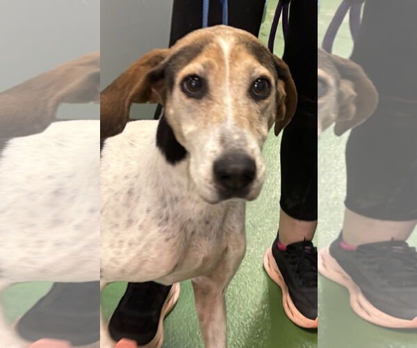 Medium Photo #10 Mutt Puppy For Sale in Rustburg, VA, USA