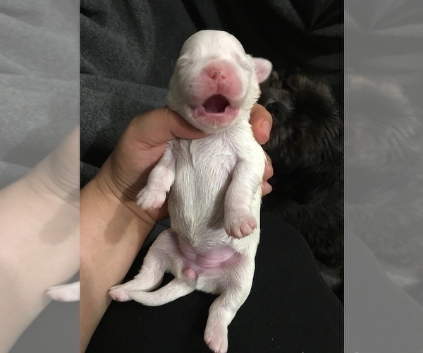 Medium Photo #9 Maltese Puppy For Sale in HAYWARD, CA, USA