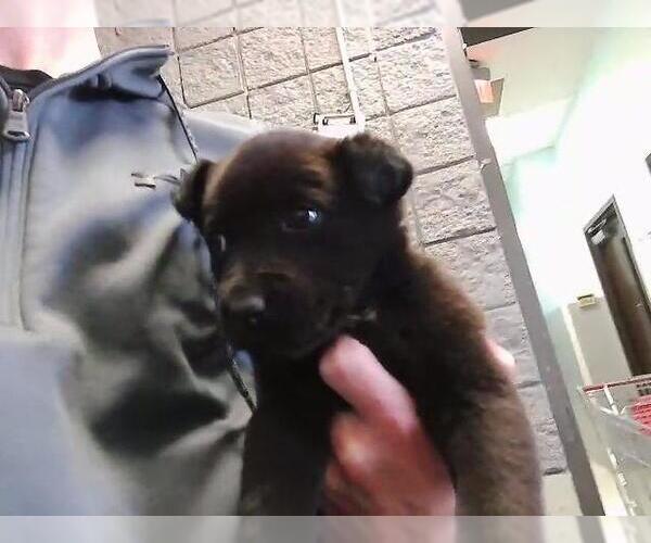 Medium Photo #1 German Shepherd Dog-Unknown Mix Puppy For Sale in Tulsa, OK, USA