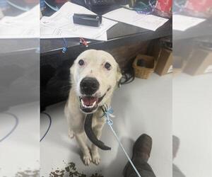 Border Collie-Unknown Mix Dogs for adoption in Temple, TX, USA