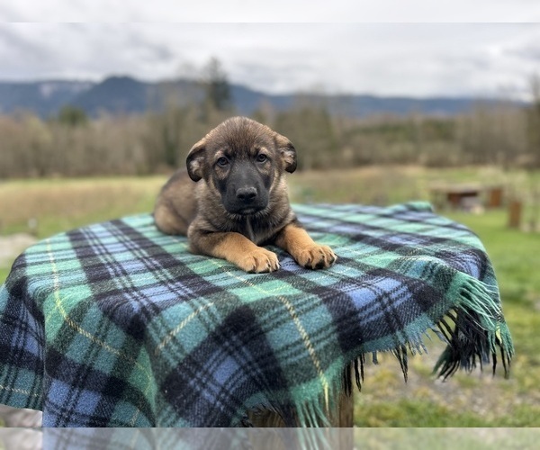 Medium Photo #9 Australian Shepherd-German Shepherd Dog Mix Puppy For Sale in DEMING, WA, USA