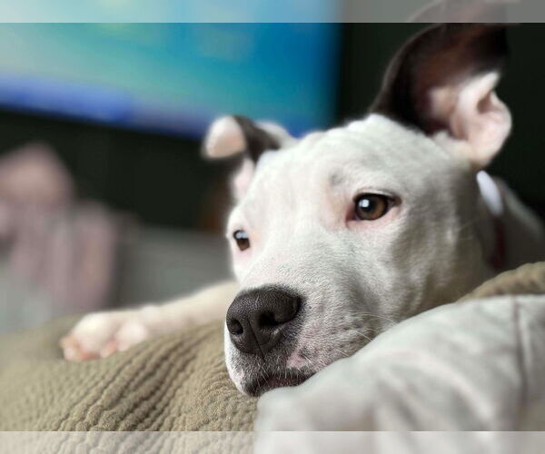 Medium Photo #2 American Pit Bull Terrier-Unknown Mix Puppy For Sale in Germantown, OH, USA