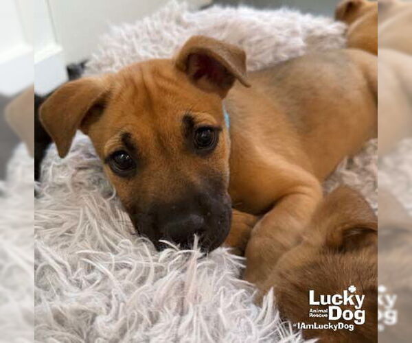 Medium Photo #8 Mutt Puppy For Sale in Washington, DC, USA
