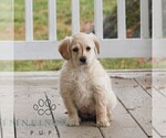 Small #1 Miniature Labradoodle