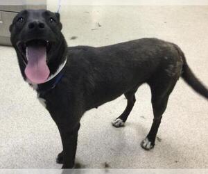 Mutt Dogs for adoption in Riverside, CA, USA