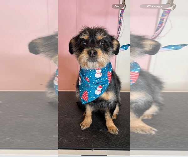 Medium Photo #1 Mutt Puppy For Sale in Queen Creek, AZ, USA