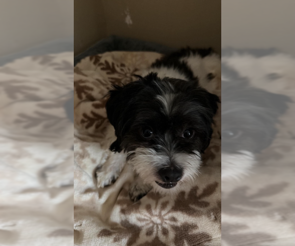 Medium Photo #7 Shih Tzu-Unknown Mix Puppy For Sale in Cranston, RI, USA