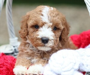 Cavapoo Puppy for Sale in JONES, Michigan USA
