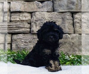 Cavapoo Puppy for sale in NARVON, PA, USA