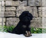Small Cavapoo