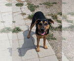 Small #3 Labrador Retriever Mix