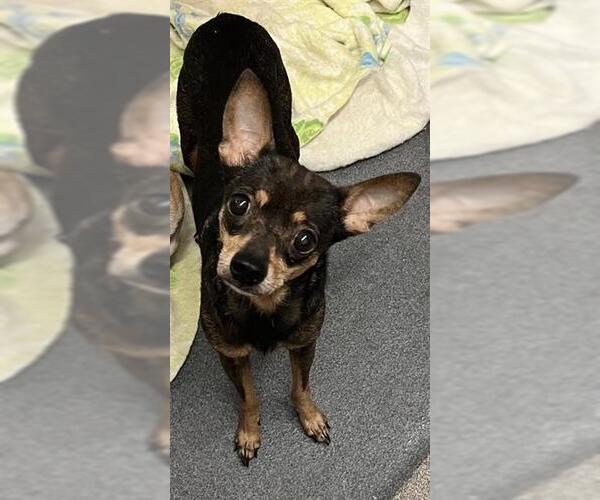 Medium Photo #1 Chihuahua-Unknown Mix Puppy For Sale in San Antonio, TX, USA