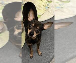 Chihuahua-Unknown Mix Dogs for adoption in San Antonio, TX, USA