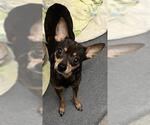 Small Chihuahua Mix