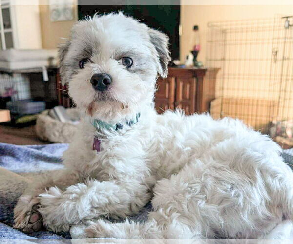 Medium Photo #3 Shih Tzu-Unknown Mix Puppy For Sale in Corona, CA, USA