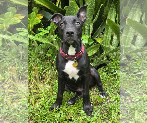 Medium Photo #3 American Staffordshire Terrier-Unknown Mix Puppy For Sale in Royal Palm Beach, FL, USA