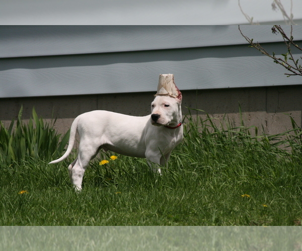 Medium Photo #7 Dogo Argentino Puppy For Sale in BRUCE, WI, USA