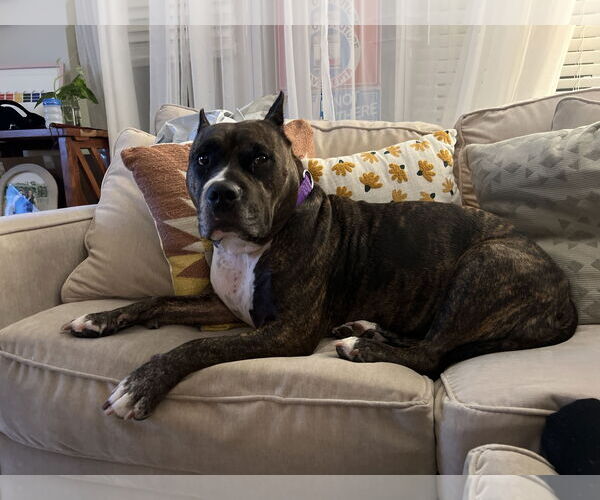 Medium Photo #18 Mutt Puppy For Sale in Philadelphia, PA, USA