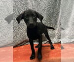 Small #2 Labrador Retriever Mix