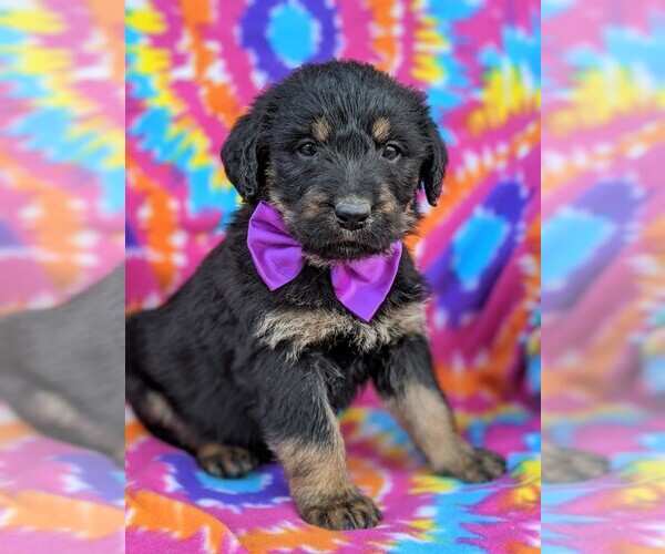Medium Photo #1 Rottle Puppy For Sale in KIRKWOOD, PA, USA