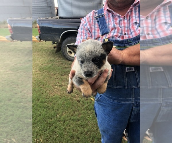 Medium Photo #9 Australian Cattle Dog Puppy For Sale in CHAUNCEY, GA, USA