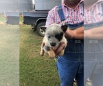 Small Photo #9 Australian Cattle Dog Puppy For Sale in CHAUNCEY, GA, USA