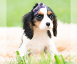 Small #6 Cavalier King Charles Spaniel