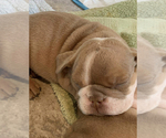 Small Photo #5 Bulldog Puppy For Sale in SUMMERVILLE, SC, USA