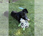 Small Photo #3 Mutt Puppy For Sale in Sandy, UT, USA