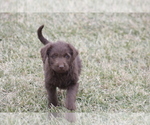 Small Photo #7 Labradoodle Puppy For Sale in MEMPHIS, MO, USA