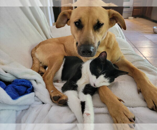 Medium Photo #22 Labrador Retriever-Unknown Mix Puppy For Sale in McDonough, GA, USA