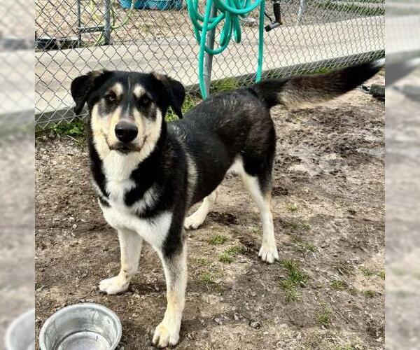 Medium Photo #1 Siberian Husky-Unknown Mix Puppy For Sale in Conroe, TX, USA