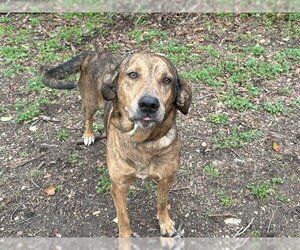 Plott Hound-Unknown Mix Dogs for adoption in Waco, TX, USA