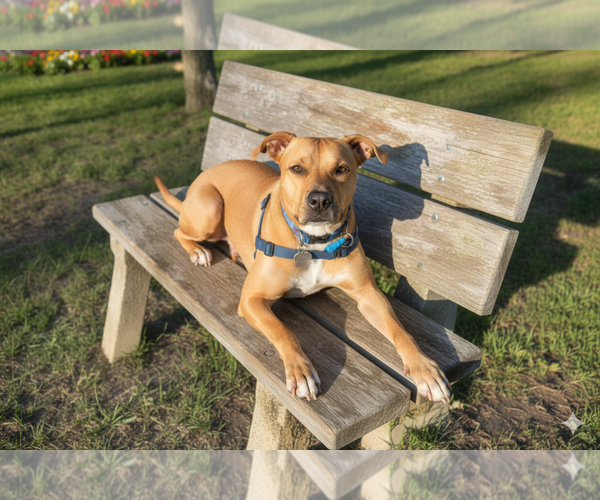 Medium Photo #7 American Pit Bull Terrier-Rhodesian Ridgeback Mix Puppy For Sale in Spotsylvania, VA, USA