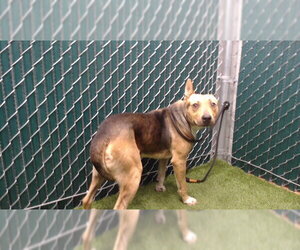 German Shepherd Dog Dogs for adoption in Downey, CA, USA