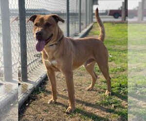 Buck - Male American Pit Bull Terrier Dog for Adoption - Photo #5