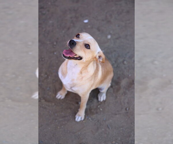 Medium Photo #1 Chihuahua Puppy For Sale in Studio City, CA, USA