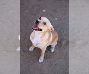 Chihuahua Dogs for adoption in Studio City, CA, USA
