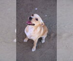 Paco #0444 - Male Chihuahua Dog for Adoption - Small photo