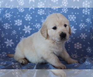 Golden Retriever Puppy for sale in SHILOH, OH, USA