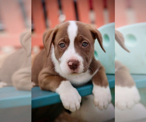 Medium Photo #2 American Staffordshire Terrier-Unknown Mix Puppy For Sale in Duluth, MN, USA