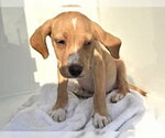 Small Labrador Retriever