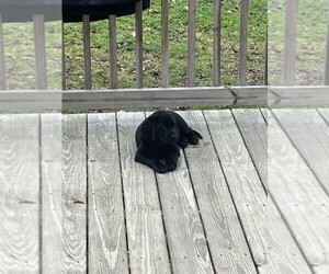 Labrador Retriever Puppy for sale in MECHANICSVILLE, VA, USA