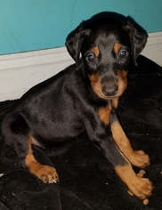 Doberman Pinscher Puppy for sale in STUART, FL, USA