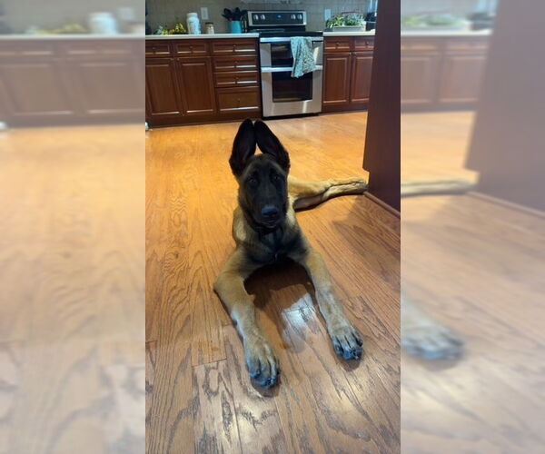 Medium Photo #2 Mutt Puppy For Sale in Imlay City, MI, USA