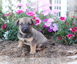 Norwegian Elkhound-Unknown Mix Puppy for sale in SHILOH, OH, USA
