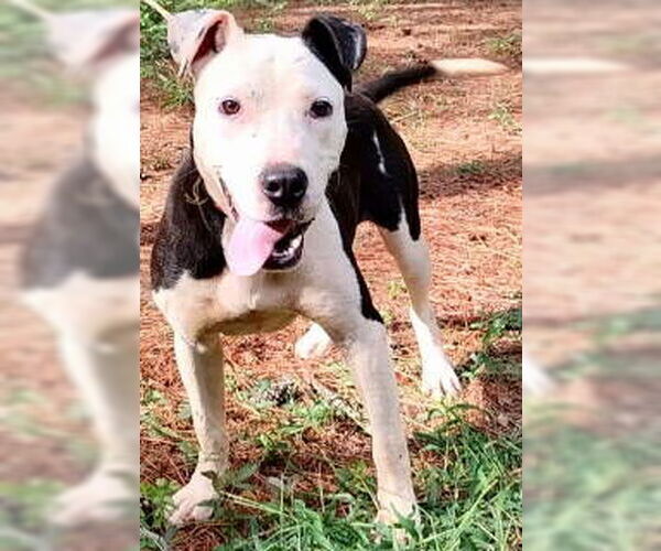 Medium Photo #2 Boxer-Unknown Mix Puppy For Sale in Frankston, TX, USA