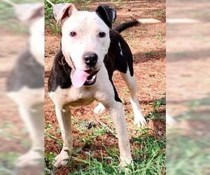 Adilynn - Female Boxer-Unknown Mix Dog for Adoption - Photo #2